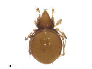  ( - RAM.TMS.M00022047)  @11 [ ] CreativeCommons - Attribution (2016) CBG Photography Group Centre for Biodiversity Genomics