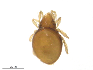  (Aeroppia - RAM.TMS.M00022050)  @11 [ ] CreativeCommons - Attribution (2016) CBG Photography Group Centre for Biodiversity Genomics