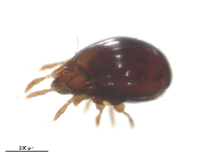  ( - RAM.TMS.M00022262)  @11 [ ] CreativeCommons - Attribution (2016) CBG Photography Group Centre for Biodiversity Genomics