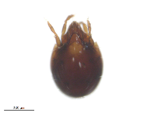  ( - RAM.TMS.M00022263)  @11 [ ] CreativeCommons - Attribution (2016) CBG Photography Group Centre for Biodiversity Genomics