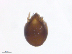  ( - RAM.TMS.M00022680)  @11 [ ] CreativeCommons - Attribution (2016) CBG Photography Group Centre for Biodiversity Genomics