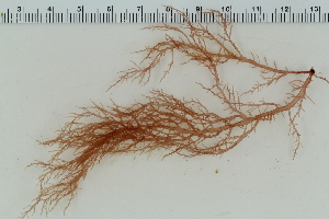  ( - 2016_BIO309A_08)  @11 [ ] CreativeCommons - Attribution Non-Commercial Share-Alike (2016) University of Bergen University of Bergen, Natural History Collections