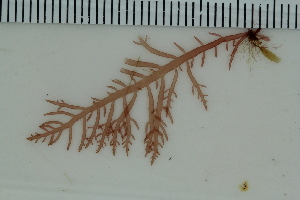  ( - 2016_BIO309A_21)  @11 [ ] CreativeCommons - Attribution Non-Commercial Share-Alike (2016) University of Bergen University of Bergen, Natural History Collections
