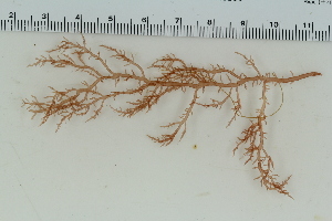  ( - 2016_BIO309A_22)  @11 [ ] CreativeCommons - Attribution Non-Commercial Share-Alike (2016) University of Bergen University of Bergen, Natural History Collections
