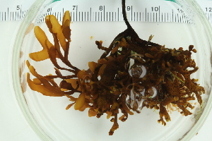  ( - 2016_BIO309A_32)  @11 [ ] CreativeCommons - Attribution Non-Commercial Share-Alike (2016) University of Bergen University of Bergen, Natural History Collections