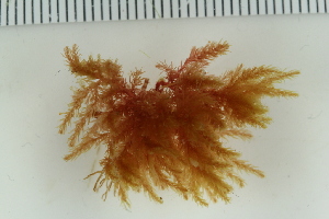  ( - 2016_BIO309A_63)  @11 [ ] CreativeCommons - Attribution Non-Commercial Share-Alike (2016) University of Bergen University of Bergen, Natural History Collections
