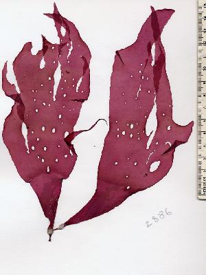  (Rhodymeniaceae - GWS002886)  @14 [ ] CreativeCommons - Attribution Non-Commercial Share-Alike (2010) Gary W. Saunders University of New Brunswick