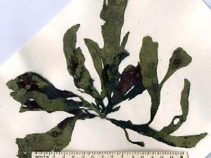  ( - GWS003216)  @13 [ ] CreativeCommons - Attribution Non-Commercial Share-Alike (2010) Gary W. Saunders University of New Brunswick