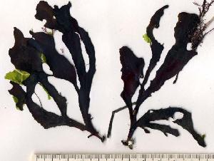  ( - GWS003224)  @13 [ ] CreativeCommons - Attribution Non-Commercial Share-Alike (2010) Gary W. Saunders University of New Brunswick