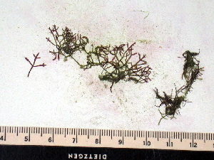  ( - GWS008530)  @11 [ ] Unspecified (default): All Rights Reserved  Unspecified Unspecified
