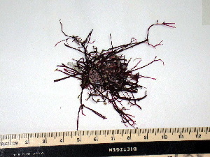  ( - GWS008889)  @11 [ ] Unspecified (default): All Rights Reserved  Unspecified Unspecified