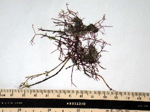  ( - GWS008895)  @11 [ ] Unspecified (default): All Rights Reserved  Unspecified Unspecified