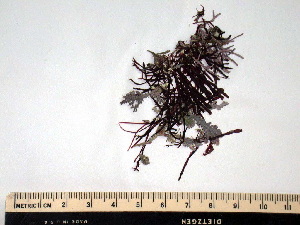  ( - GWS008896)  @11 [ ] Unspecified (default): All Rights Reserved  Unspecified Unspecified