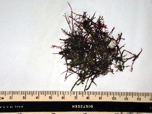 ( - GWS009202)  @11 [ ] Unspecified (default): All Rights Reserved  Unspecified Unspecified