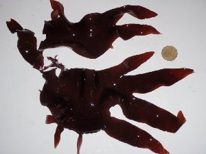  (Pachymeniopsis lanceolata - GWS018604)  @11 [ ] CreativeCommons - Attribution Non-Commercial Share-Alike (2010) Gary W. Saunders University of New Brunswick