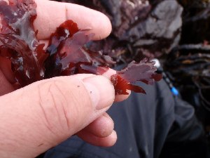  ( - GWS020203)  @11 [ ] CreativeCommons - Attribution Non-Commercial Share-Alike (2010) Gary W. Saunders University of New Brunswick