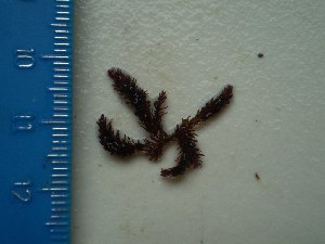  (Herposiphonia verticillata - GWS021436)  @11 [ ] CreativeCommons - Attribution Non-Commercial Share-Alike (2010) Gary W. Saunders University of New Brunswick