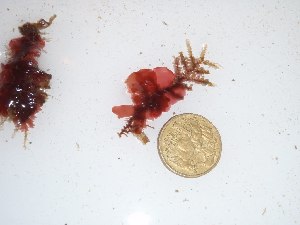  (Nitophyllum sp - GWS027384)  @11 [ ] Unspecified (default): All Rights Reserved  Unspecified Unspecified