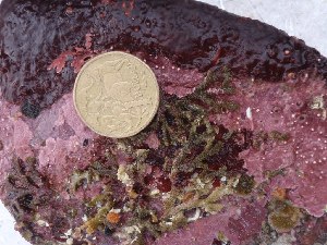  (Contarinia sp. 1BC - GWS027989)  @11 [ ] Unspecified (default): All Rights Reserved  Unspecified Unspecified