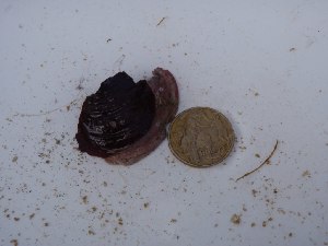  ( - GWS028215)  @11 [ ] Unspecified (default): All Rights Reserved  Unspecified Unspecified