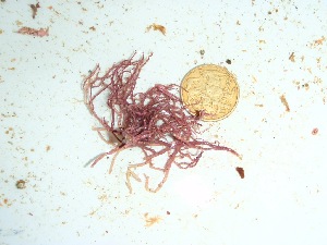  (Coralline - GWS035168)  @11 [ ] Unspecified (default): All Rights Reserved  Unspecified Unspecified