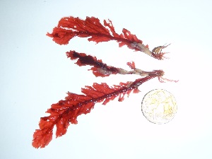  ( - GWS036096)  @11 [ ] Unspecified (default): All Rights Reserved  Unspecified Unspecified