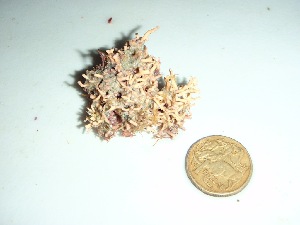  (Lithophyllum sp. 1Cocos - GWS037117)  @11 [ ] Unspecified (default): All Rights Reserved  Unspecified Unspecified