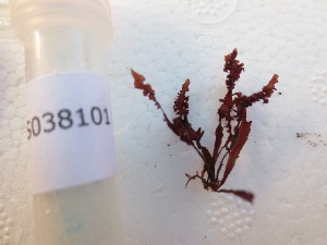  (Gelidium ligulatum - GWS038101)  @11 [ ] Unspecified (default): All Rights Reserved  Unspecified Unspecified