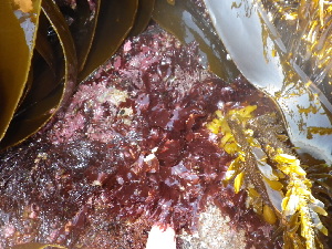  (Hymenena multiloba - GWS038540)  @11 [ ] Unspecified (default): All Rights Reserved  Unspecified Unspecified