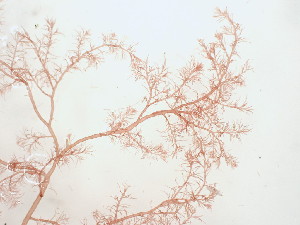  (Dasysiphonia japonica - GWS039587)  @11 [ ] Unspecified (default): All Rights Reserved  Unspecified Unspecified