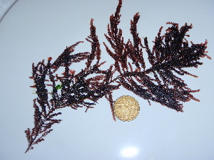  ( - GWS044084)  @11 [ ] Unspecified (default): All Rights Reserved  Unspecified Unspecified