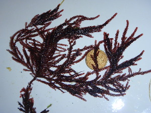  ( - GWS044088)  @11 [ ] Unspecified (default): All Rights Reserved  Unspecified Unspecified