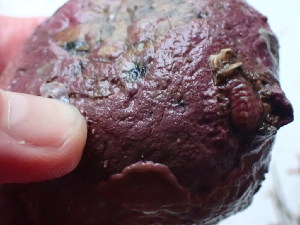  ( - GWS044374)  @11 [ ] Unspecified (default): All Rights Reserved  Unspecified Unspecified