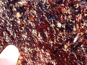  ( - GWS045855)  @11 [ ] Unspecified (default): All Rights Reserved  Unspecified Unspecified