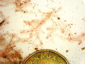  ( - GWS046492)  @11 [ ] Unspecified (default): All Rights Reserved  Unspecified Unspecified