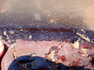  ( - GWS046531)  @11 [ ] Unspecified (default): All Rights Reserved  Unspecified Unspecified