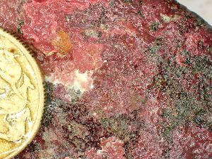  (Lithophyllum sp. 1Calcrust - GWS048556)  @11 [ ] Unspecified (default): All Rights Reserved  Unspecified Unspecified
