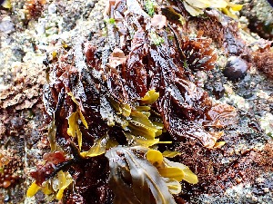  (Neoporphyra fucicola - GWS050013)  @11 [ ] Unspecified (default): All Rights Reserved  Unspecified Unspecified