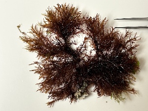  ( - GWS050047)  @11 [ ] Unspecified (default): All Rights Reserved  Unspecified Unspecified