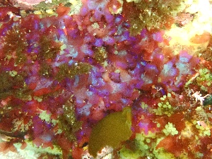  (Cryptopleura sp. 1GWS - GWS050412)  @11 [ ] Unspecified (default): All Rights Reserved  Unspecified Unspecified