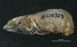  ( - HLC-16323)  @12 [ ] CreativeCommons - Attribution (2011) Centre for Biodiversity Genomics Centre for Biodiversity Genomics