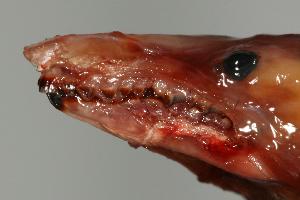  ( - ROM 118689)  @12 [ ] Copyright (2010) Unspecified Unspecified