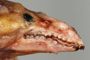  ( - ROM 118691)  @12 [ ] Copyright (2010) Unspecified Unspecified