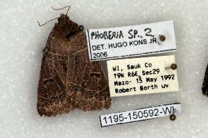  (Phoberia new sp. 2 - 1195-150592-WI)  @14 [ ] Copyright (2008) Robert J. Borth Research Collection of Robert J. Borth