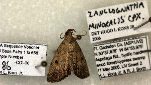  (Zanclognatha minoralis ps.2 - 1486-CO1-06)  @13 [ ] Copyright (2008) Robert J. Borth Research Collection of Robert J. Borth