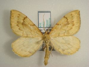  ( - KLM Lep 02811)  @13 [ ] CreativeCommons - Attribution Non-Commercial Share-Alike (2015) Christian Wieser Landesmuseum K&auml;rnten