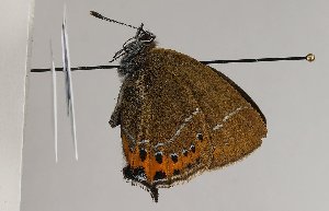  ( - TLMF Lep 21591)  @11 [ ] CreativeCommons - Attribution Non-Commercial Share-Alike (2016) Peter Huemer Tiroler Landesmuseum