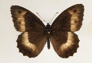  (Hipparchia alcyone - TLMF Lep 21663)  @14 [ ] CreativeCommons - Attribution Non-Commercial Share-Alike (2017) Peter Huemer Tiroler Landesmuseum