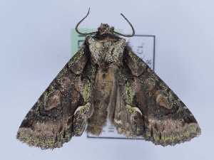  ( - TLMF_Lep_44801)  @11 [ ] CreativeCommons - Attribution Non-Commercial Share-Alike (2024) Peter Huemer Tiroler Landesmuseum