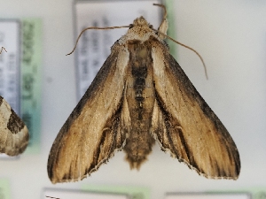  ( - TLMF_Lep_45663)  @11 [ ] CreativeCommons - Attribution Non-Commercial Share-Alike (2025) Peter Huemer Tiroler Landesmuseum